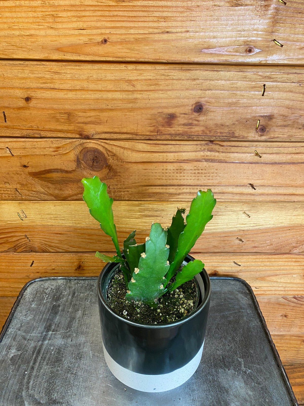 Epiphyllum Golden Orchid Cactus, 4" Plant