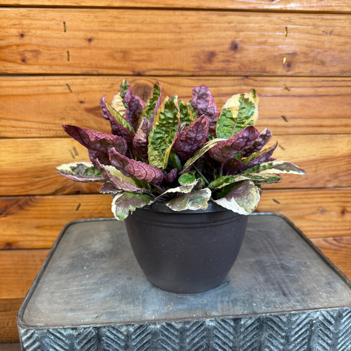 Hemigraphis Variegated Waffle, 6" Plant