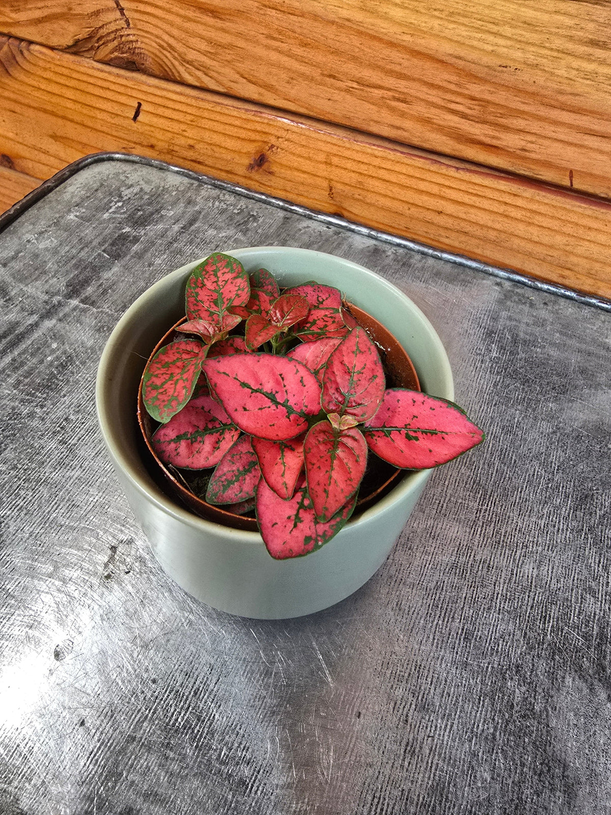 Hypoestes Polka Dot Plant Red Splash, 2" Plant