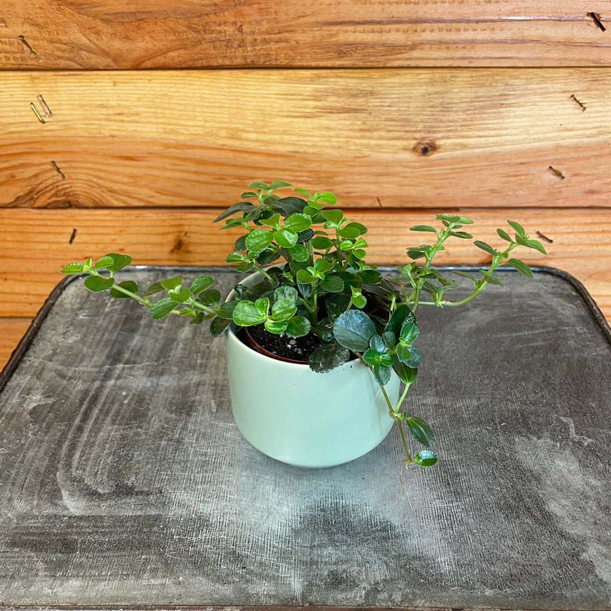 Pilea Espresso, 2" Plant