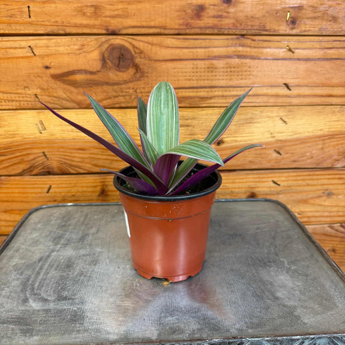 Rhoeo Spathacea Tricolor, 4" Plant