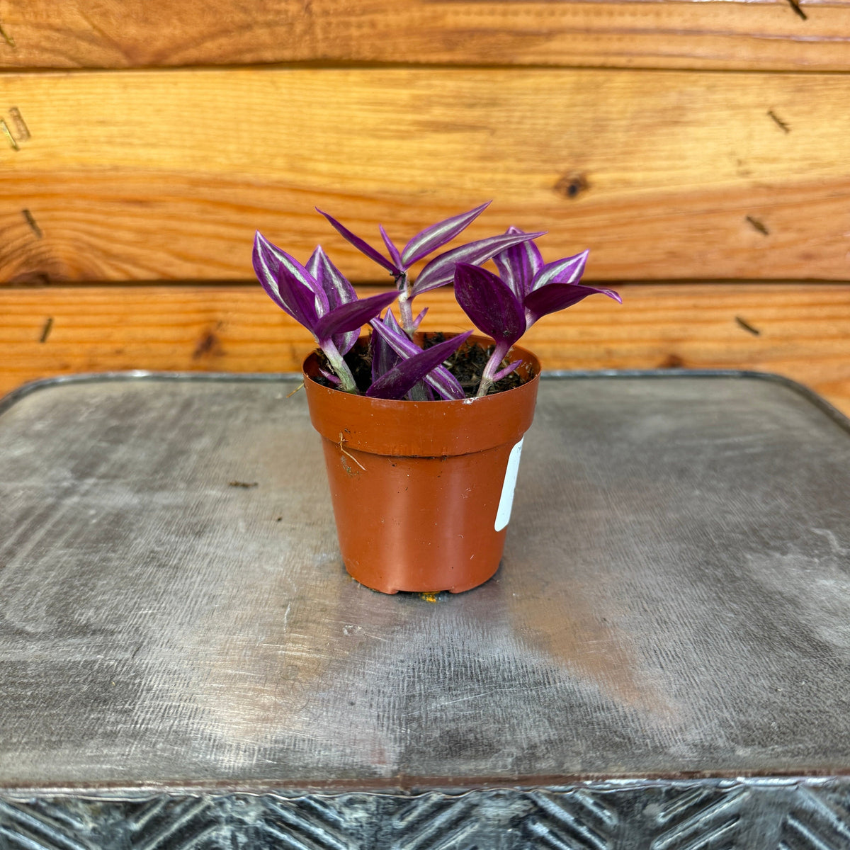 Tradescantia Pink Paradise, 2" Plant