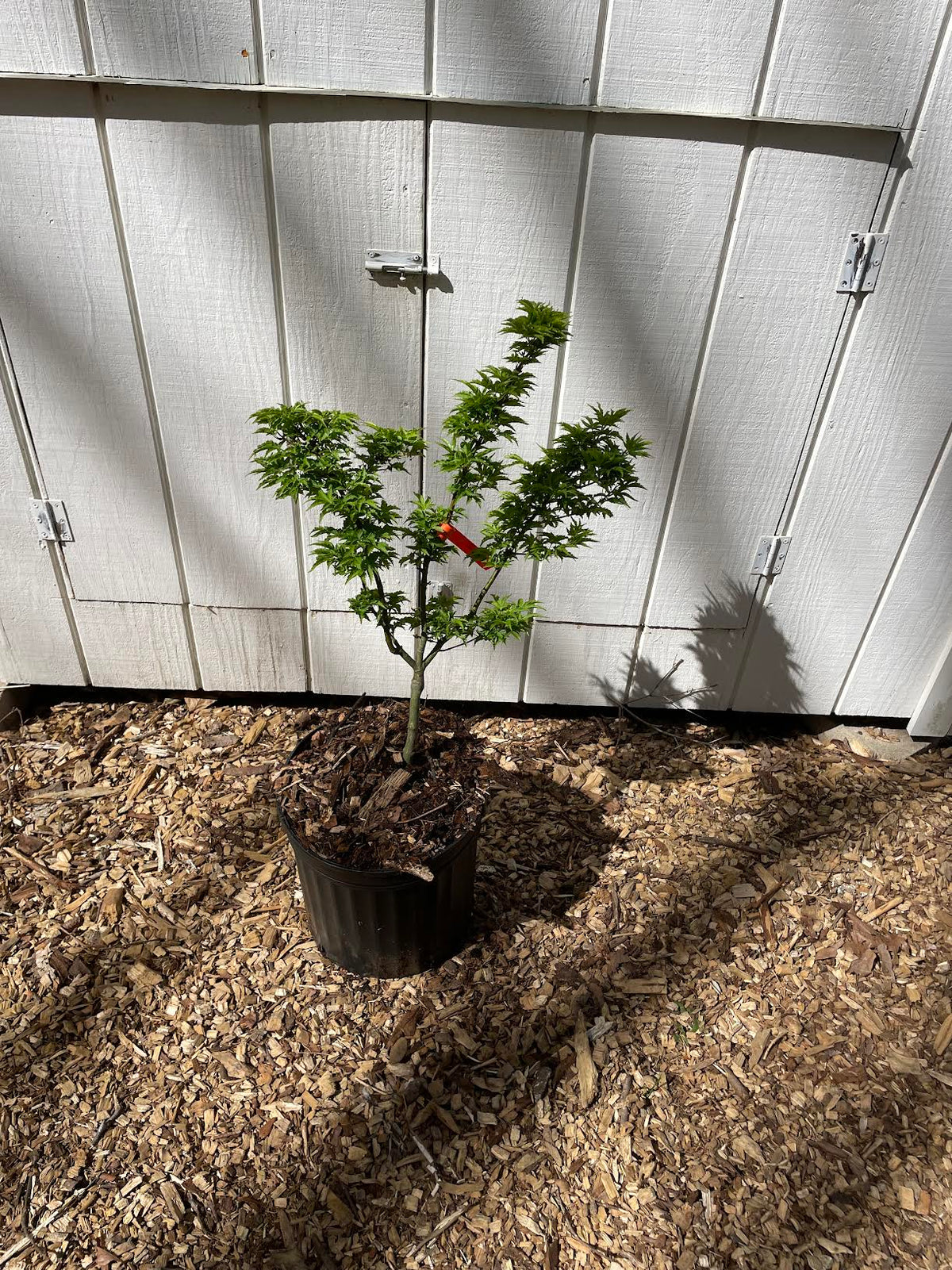 Acer palmatum 'Shishigashira' Grafted