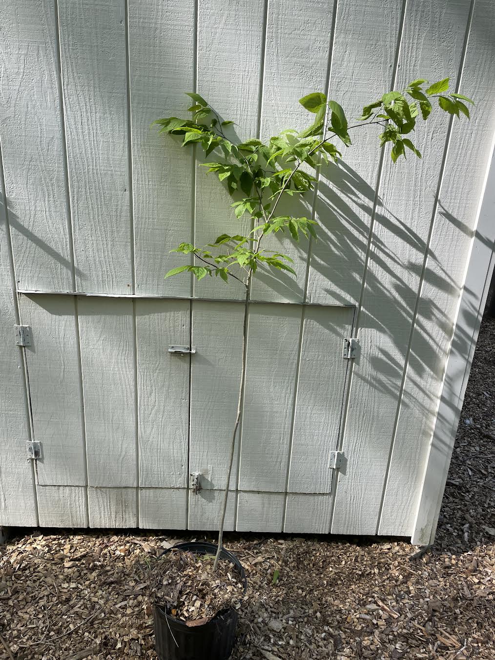 Hackberry Tree ( Celtis occidentalis )