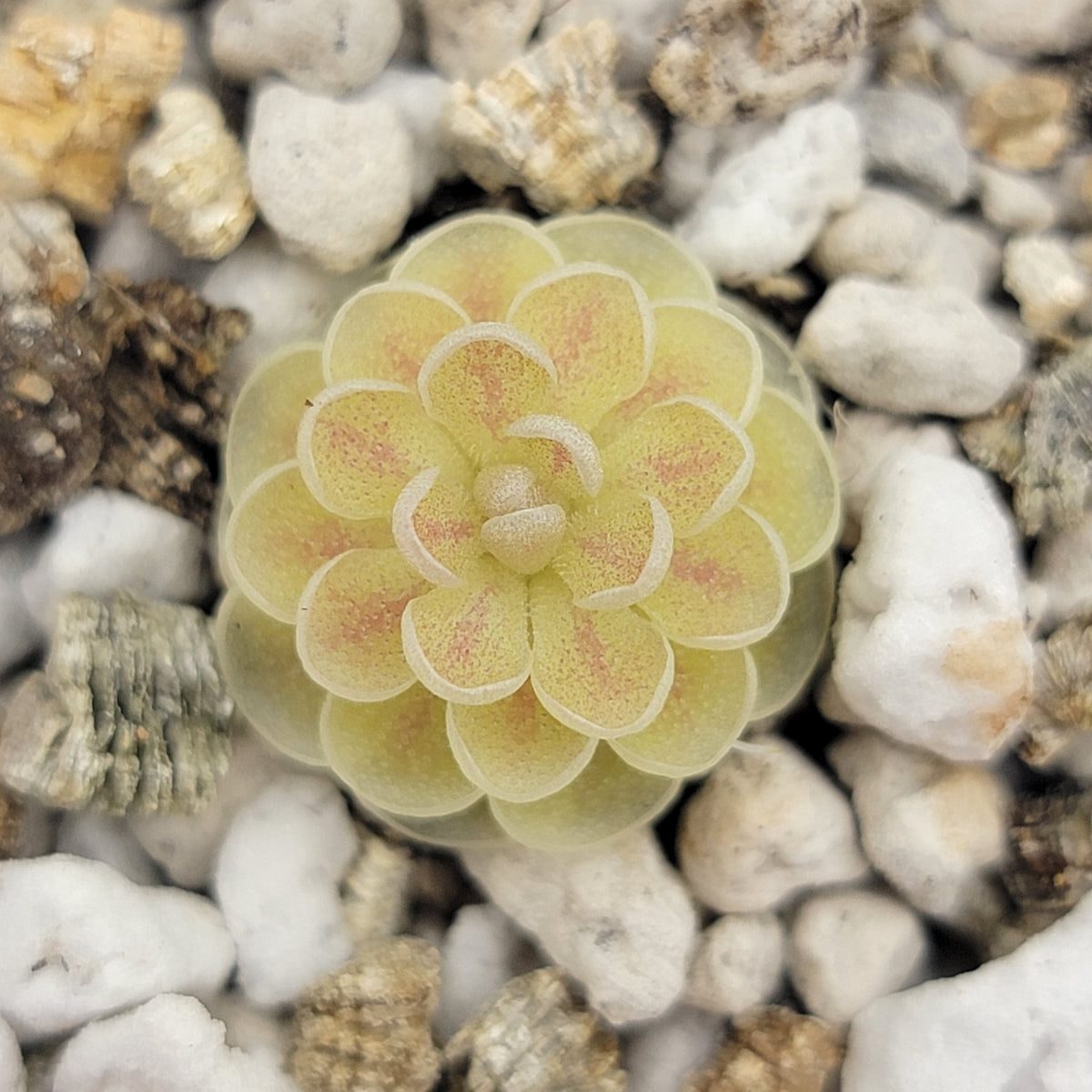Pinguicula jaumavensis 'Cardonal'