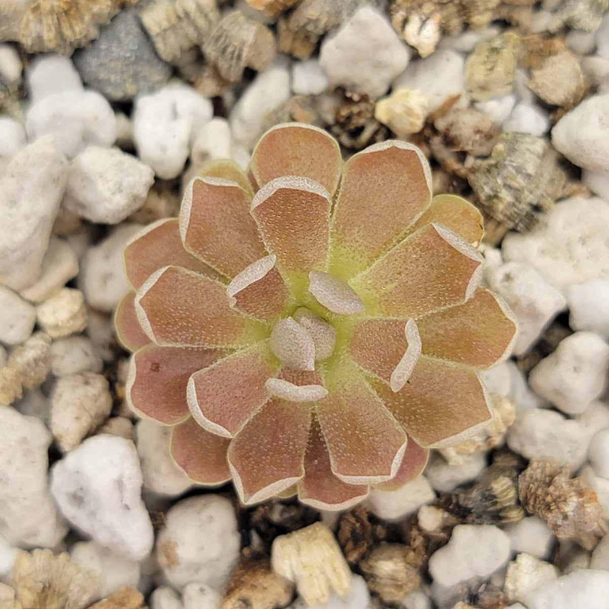 Pinguicula debbertiana âMetallic Purpleâ