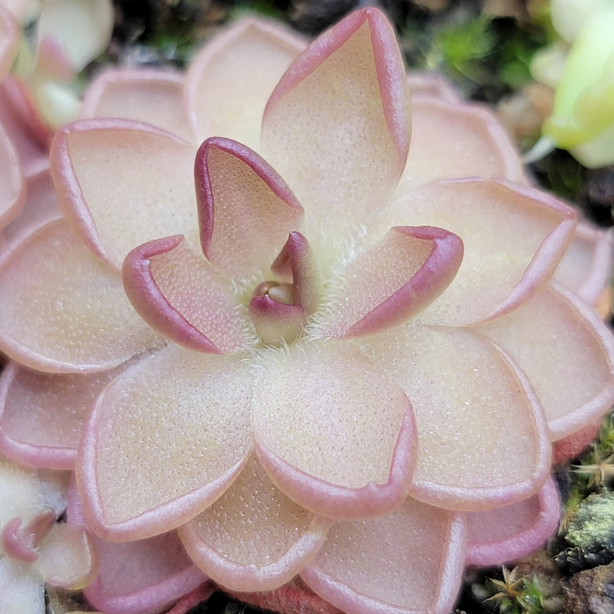 Pinguicula gracilis x laueana