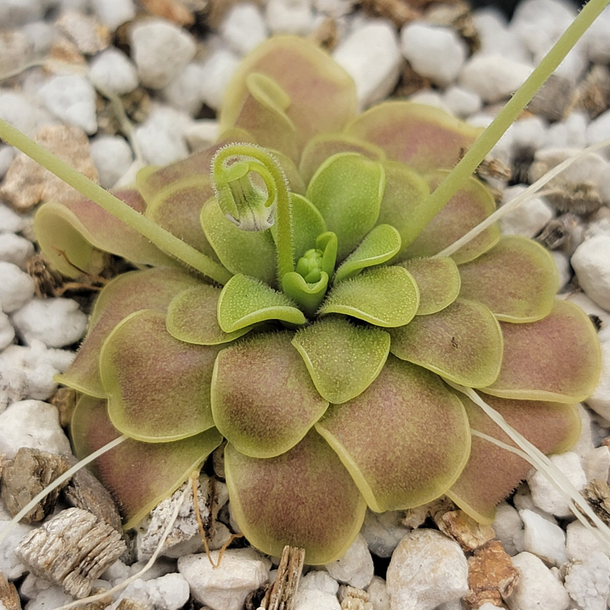 Pinguicula mirandae x (laueana CP2 x emarginata)