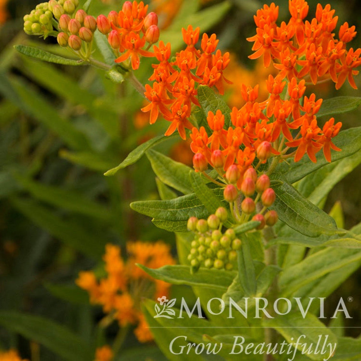 Gay Butterflies Milkweed