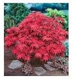 Japanese Red Maple Live Plants Shipped 1-2 Foot Tall