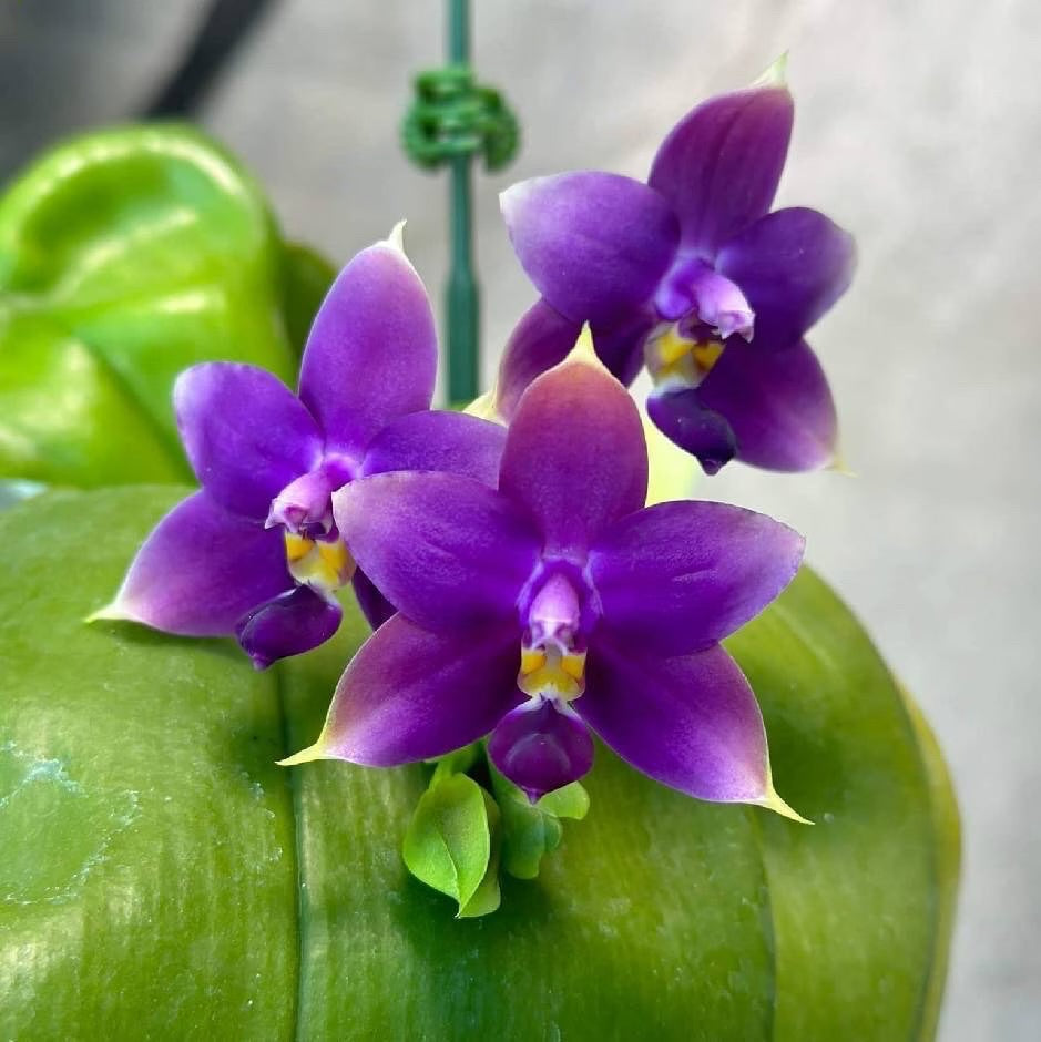 Phalaenopsis violacea indigo âBlue Diamondâ