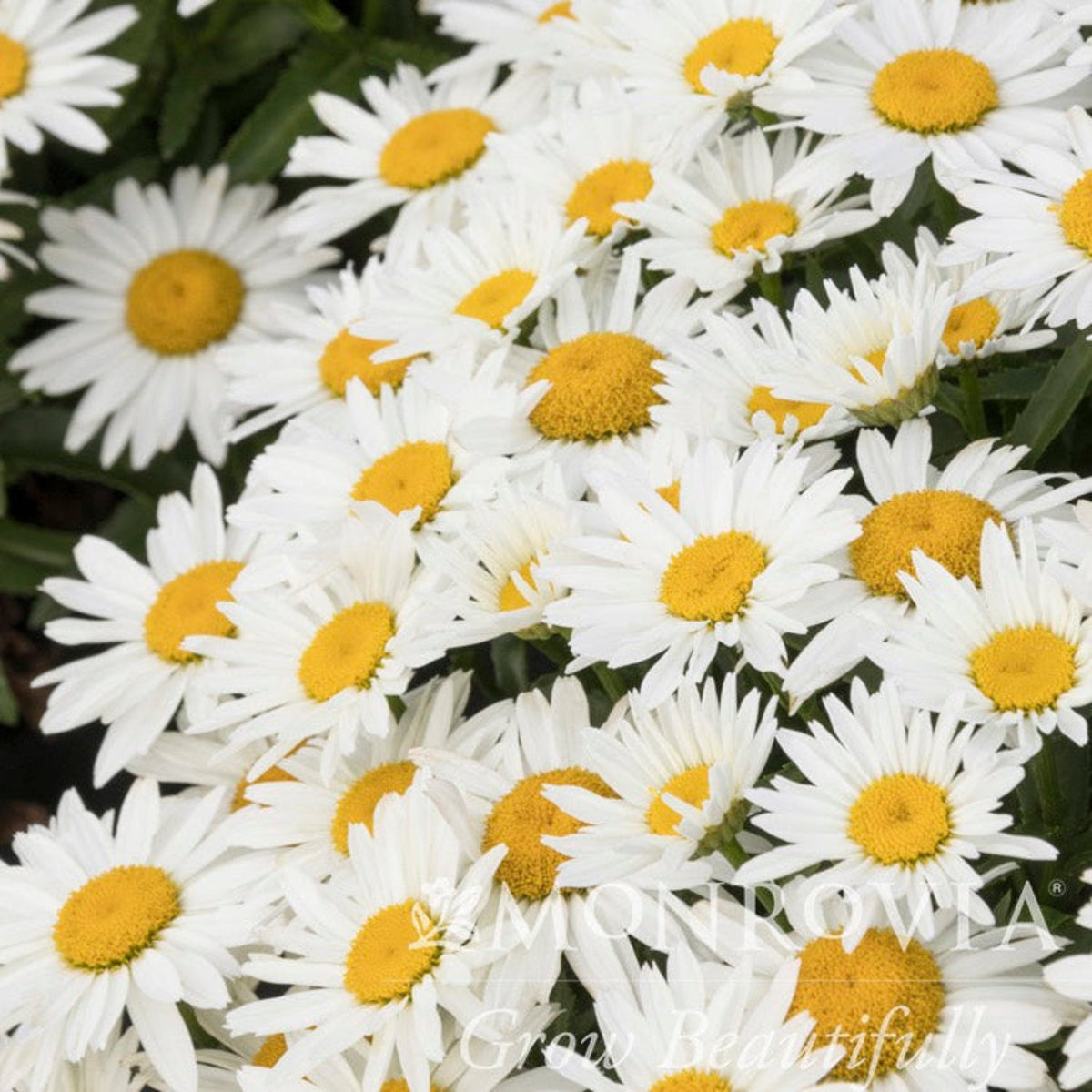 Shortstopâ¢ Shasta Daisy