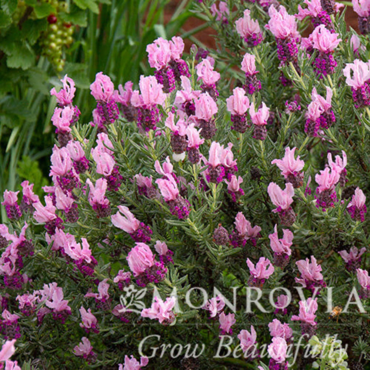 Javelin Forteâ¢ Deep Rose Spanish Lavender