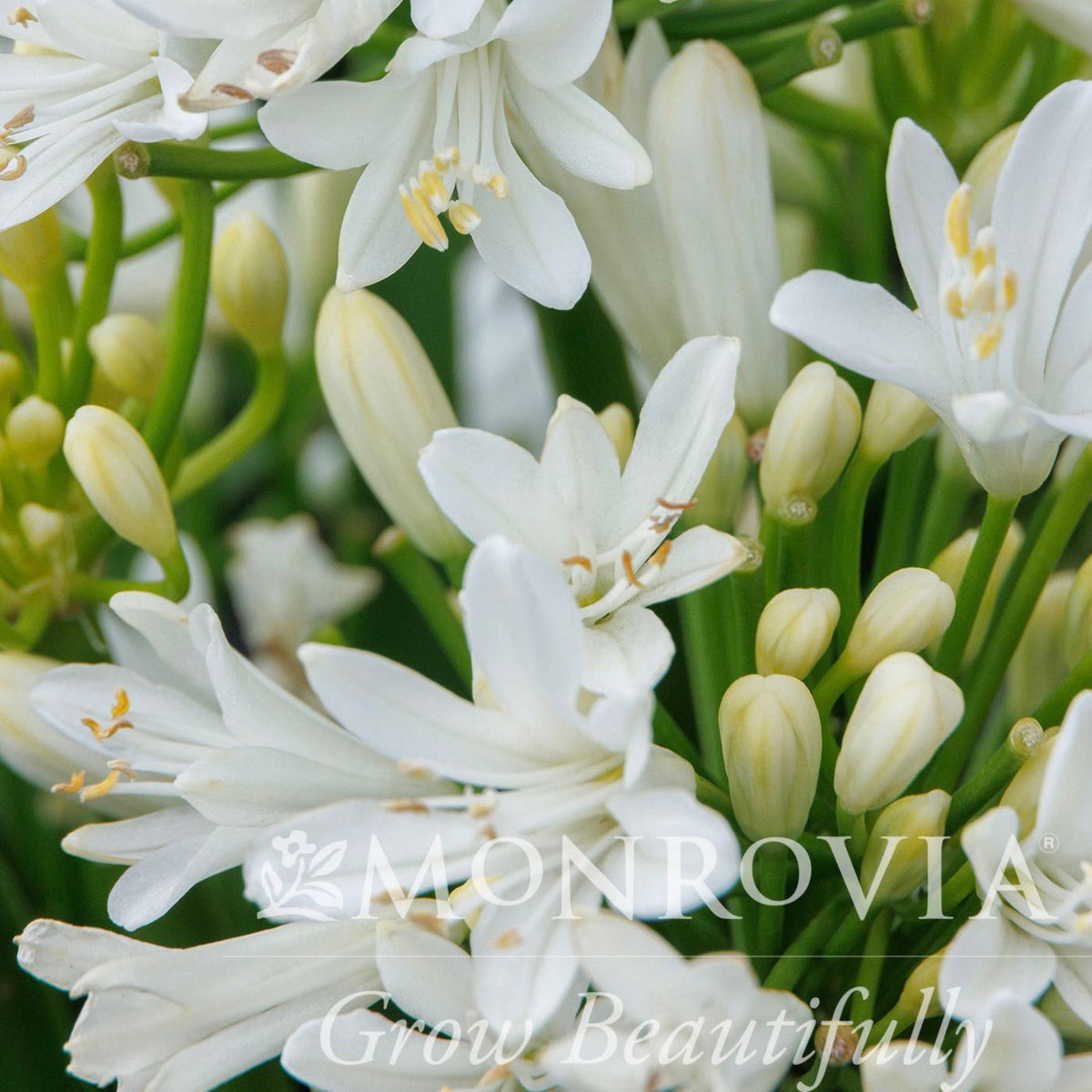 Bridal VeilÂ® Agapanthus