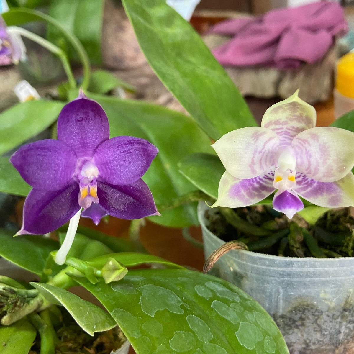 Phalaenopsis (Mainshow Sapphire x Mituo Purple Dragon #4) QM429A