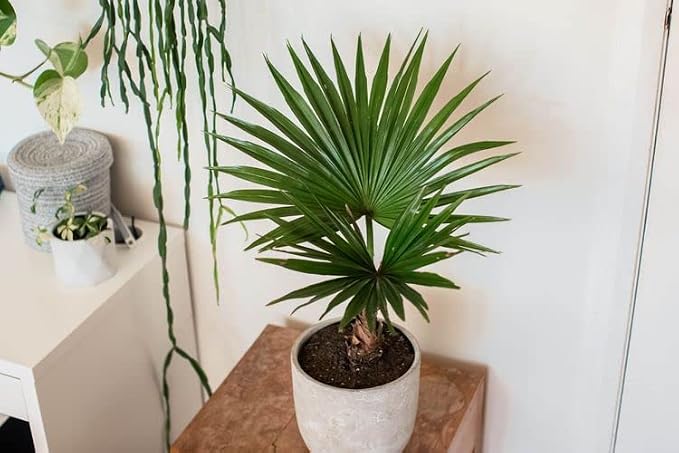 GARDENERA Palm Tree Potting Mix - The Ultimate Soil for Strong and Healthy Palms - Top Choice for Palm Tree Growers [3 Quart Bag]