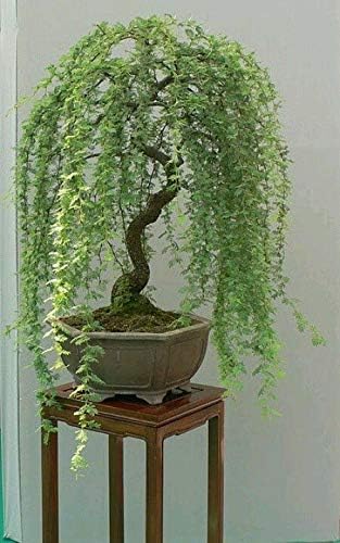 Weeping Willow Bonsai Tree Cutting to Grow – Live Indoor Plant for Home & Office Décor | Hand-Trained Miniature Tree with Elegant Cascading Branches | Easy Care Gift for Plant Lovers - Bonsai Material