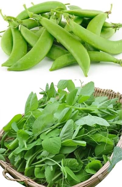 Bean Seeds for Planting Vegetables and Fruits. Pole Beans,Bush Beans,Romano Beans.Non GMO Garden Seeds for Home Vegetable Garden-65ct+ Sugar Snap Pea Seeds,è±è±è,Edible Pod/Sweet Snap Pea Shoots & Tips