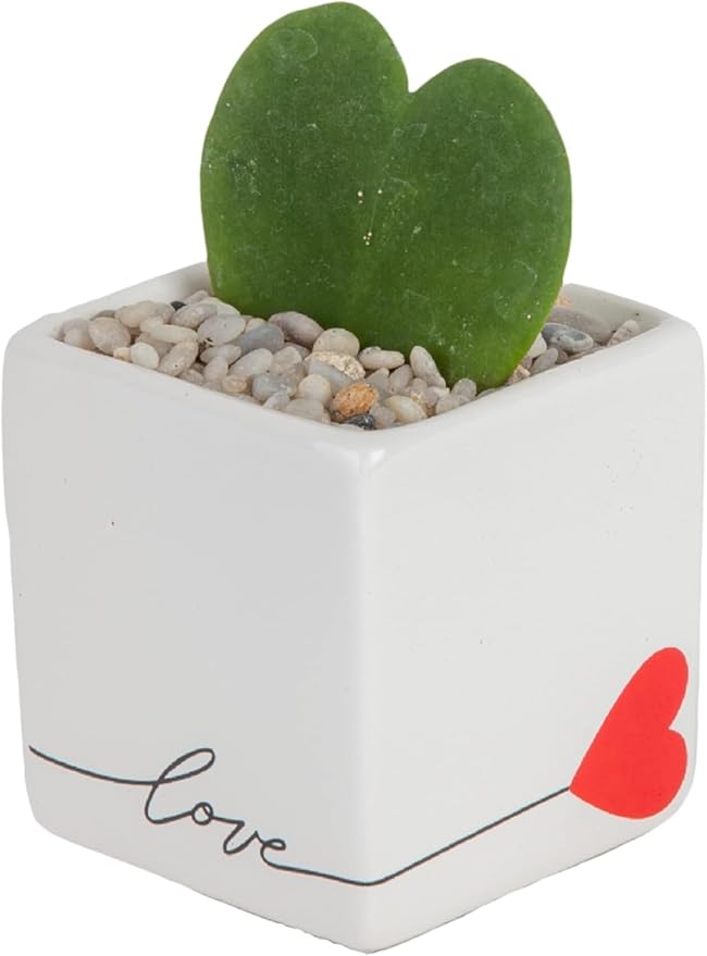 Costa Farms Hoya Heart Live Plant, Succulent-Like Houseplant in Cute Love Decor Plant Pot, Potting Soil, Live Plants Room DÃ©cor, Valentine's Day Gift For Mom, Birthday, Tabletop Size, 5-Inches Tall