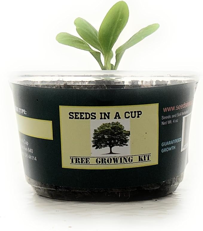 Tree Grow Kit | Easy to use | Educational | Memorial Gift | Plant It for The Planet | Grow Your Own Tree |Wide Selection to Choose from (Apricot)