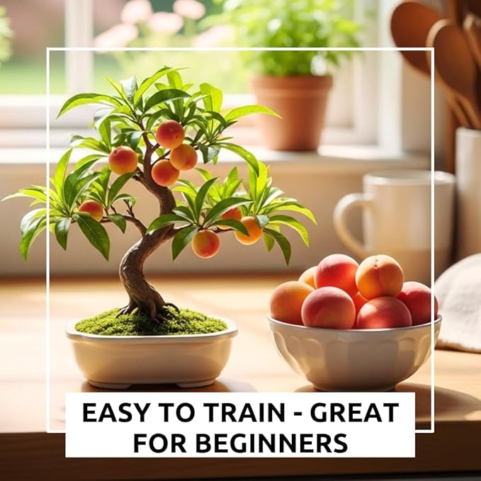 Bonsai Fruit Tree Seeds Bundle, 4 Pack – 10 Papaya, 10 Peach, 10 Cherry, 10 Banana – Grow Miniature Fruit Trees – Exotic Indoor & Outdoor Bonsai Plant Kit – Garden Starter Seed Pack