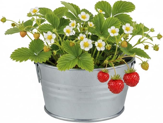 Buzzy Seeds Strawberry Grow Kit - Basin Ceramic Planter - Complete Indoor/Outdoor Gardening Kit with Seeds, Coconut Husk Growing Medium & Genuine Pots - 100% Grow Guarantee