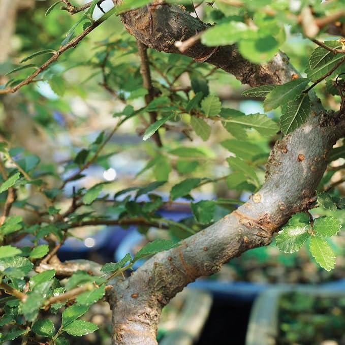 Brussel's Live Chinese Elm Outdoor Bonsai Tree - 5 Years Old; 10" to 14" Tall with Decorative Container, Humidity Tray & Deco Rocks