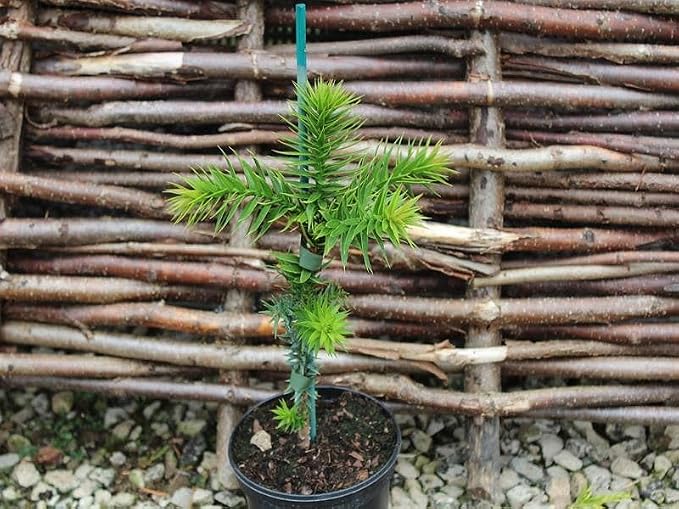 GARDENERA Premium Araucaria Potting Soil Mix - Perfect Balance of Nutrients, Drainage, and Aeration for Healthy Araucaria Trees - 2 Quart