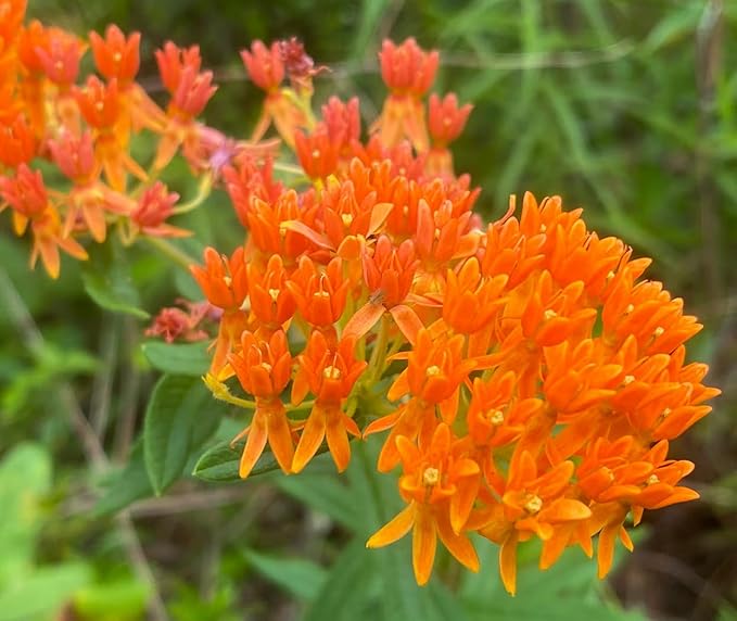 32 Live Butterfly Milkweed Plants (Asclepias tuberosa) Perennial Wildflowers from My Home Park â Individually Potted in 4â Pots â 4â8â Tall on Arrival â Not Seeds â Blooms in Mid-Summer â Zones 4-8
