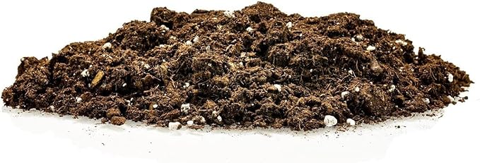 GARDENERA Premium Snake Plant Potting Soil Mix, Green Sansevieria Trifascatia Zeylanica Plants, Plant or Re-Pot Your Snake Plant - (3 Quart Bag)
