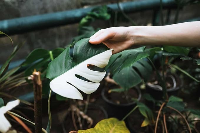 GARDENERA Monstera Borsigiana Soil Blend - Specially Designed for Unique Plant Needs - 4 Quart