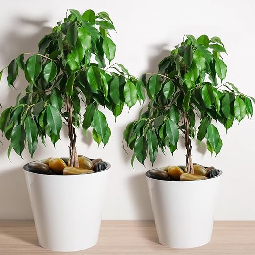 YISZM 5lbs Pebbles for Indoor Plants, 2-3 Inch Mixed Color High Polished Large River Rocks Outdoor Decorative Stones Vase Filler Fish Tank Aquariums Landscaping Garden Outdoor and Indoor DIY