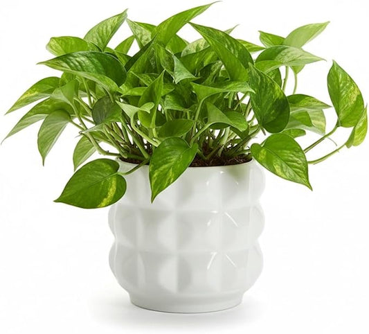 Ceramic Planter Pot with Drainage Hole, 4.5 Inch Dia, Indoor and Outdoor, Home Patio Garden, Plants Flower Succulent, 3D Patterned Round (White)