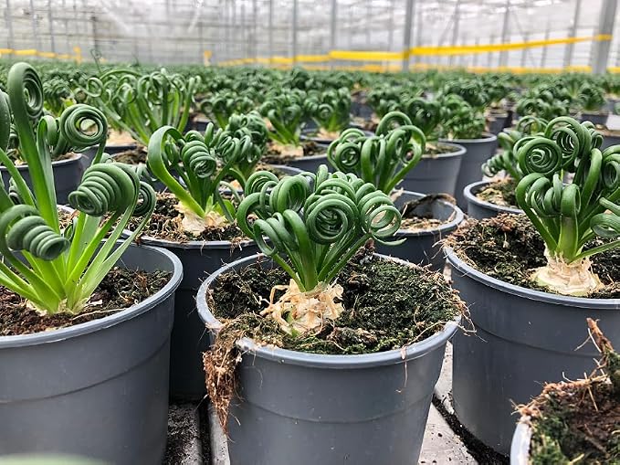 Gardenera Premium Albuca Spiralis Potting Soil Mix - Perfect Balance of Nutrients, Drainage, and Aeration for Thriving Blooms - 10 Quart