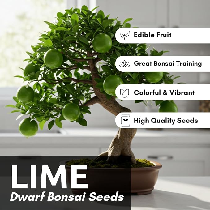 Dwarf Lime Tree Seeds – 20+ Healthy Seeds for Planting and Growing Citrus