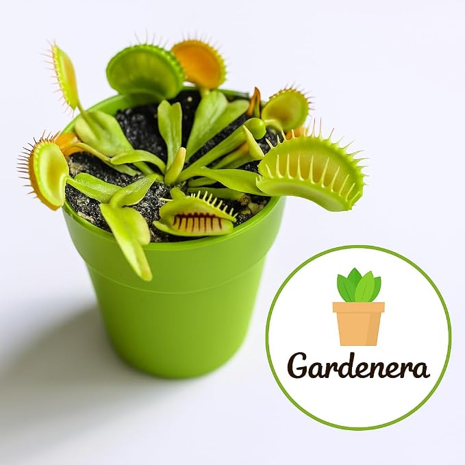 Gardenera Sphagnum Moss Potting Mix for Carnivorous Plants - 20 Quart - Moss and Perlite Blend for Potting Venus Fly Traps, Sarracenia, Pitcher Plants (4 Bags of 5QT)