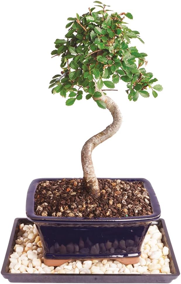 Brussel's Live Chinese Elm Outdoor Bonsai Tree - 5 Years Old; 10" to 14" Tall with Decorative Container, Humidity Tray & Deco Rocks