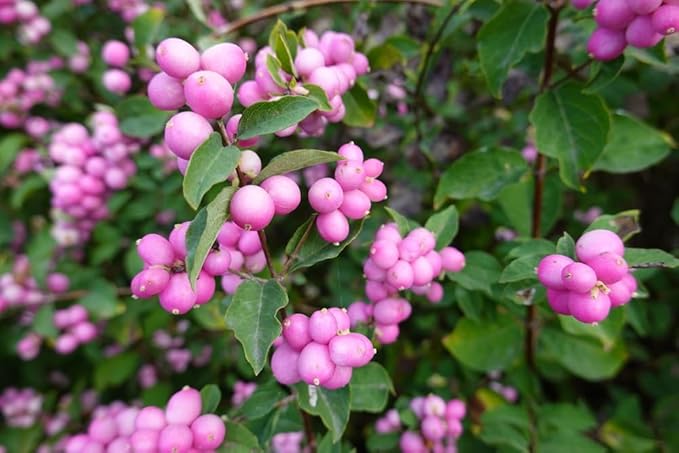 Coralberry Seedlings for Planting - Amazing Color for Viewing and Wildlife - Indian Currant (Symphoricarpos orbiculatus) (1 Seedling)