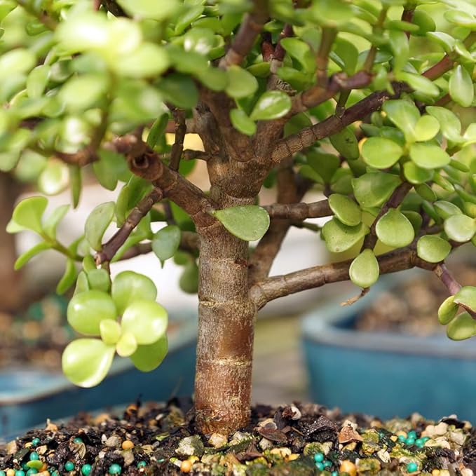 Brussel's Bonsai - Live Dwarf Jade Bonsai Tree Kit with Ceramic Bonsai Pot & Bonsai Soil, Indoor Bonsai Plant Starter Kit, Easy Care Houseplant for Home or Office (Small)