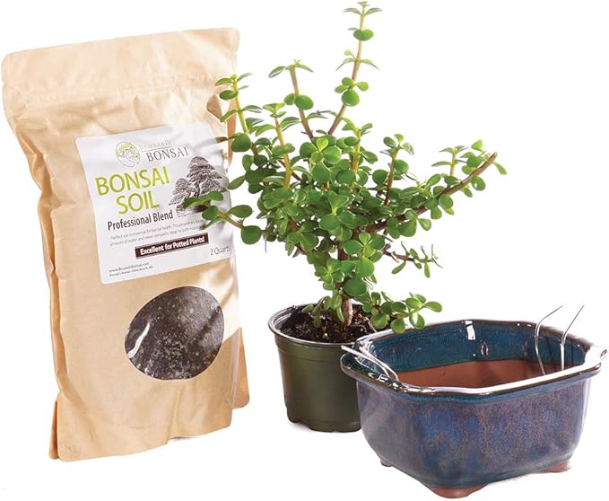 Brussel's Bonsai - Live Dwarf Jade Bonsai Tree Kit with Ceramic Bonsai Pot & Bonsai Soil, Indoor Bonsai Plant Starter Kit, Easy Care Houseplant for Home or Office (Small)