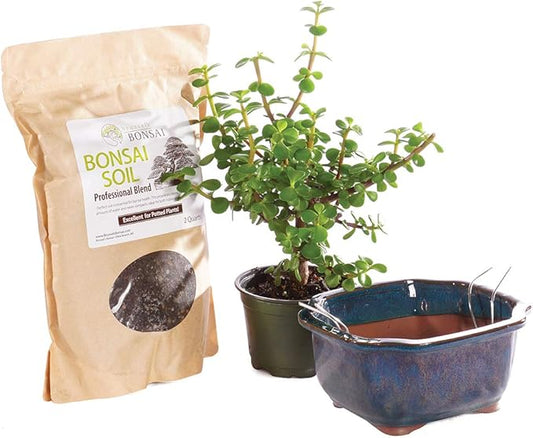 Brussel's Bonsai - Live Dwarf Jade Bonsai Tree Kit with Ceramic Bonsai Pot & Bonsai Soil, Indoor Bonsai Plant Starter Kit, Easy Care Houseplant for Home or Office (Small)