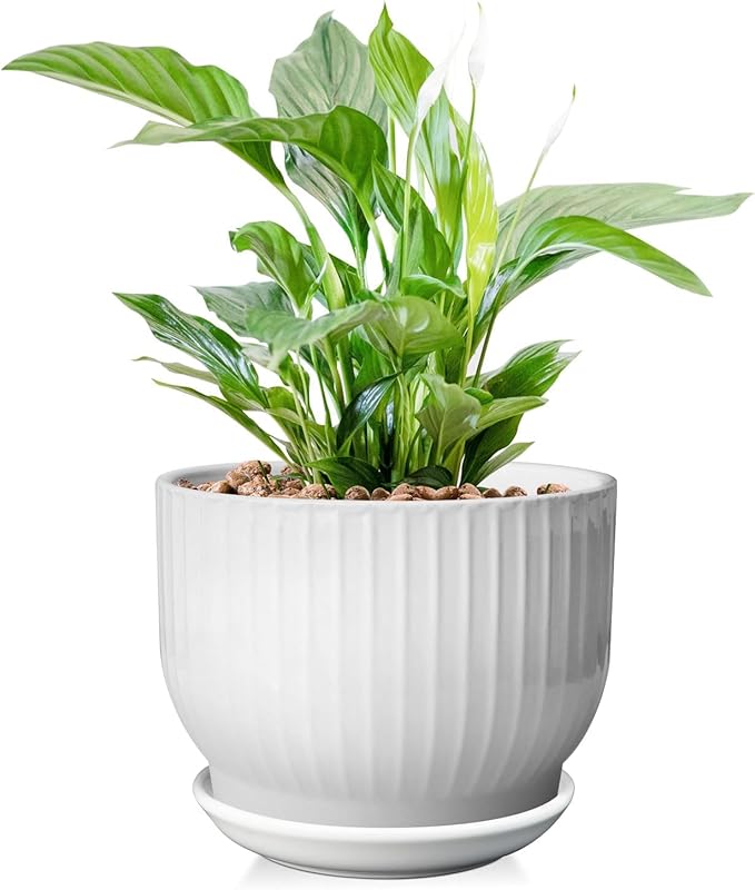 8 Inch Plant Pot,Ceramic Planter with Drainage and Saucer,Ceramic Pots for Plants,Indoor Plant pots,Ceramic Flower pots(Pure White, Plants NOT Included)
