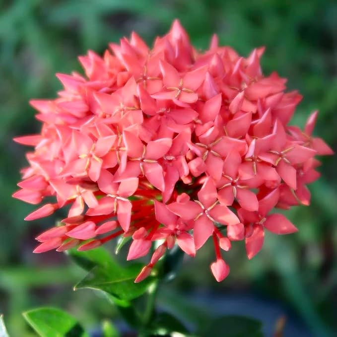 Gardenera Premium Ixora Plant Potting Mix - Crafted for Vibrant Growth and Profusion of Blossoms - 1 Quart