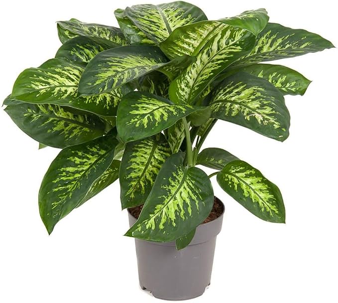 Gardenera Premium DIEFFENBACHIA Potting Soil Mix - Ideal for Growing Robust and Healthy Dieffenbachia - 2 Quart