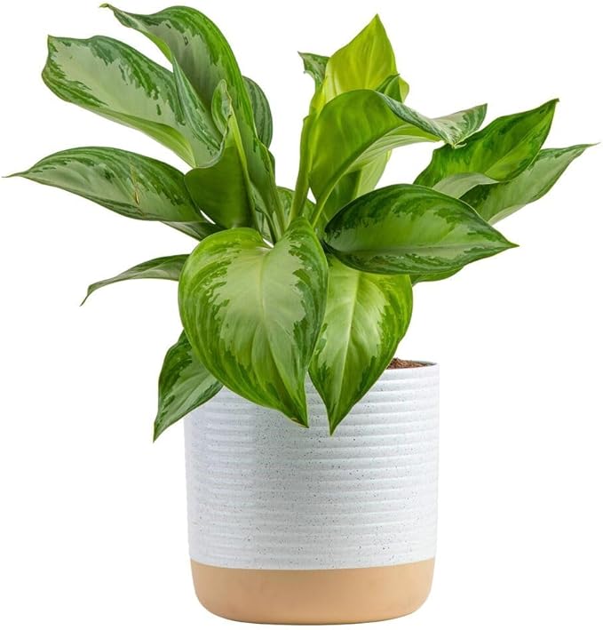 Costa Farms Chinese Evergreen, Aglaonema Easy To Grow Live Indoor Plant in Premium DÃ©cor Planter Pot, Houseplant in Potting Soil Mix, Housewarming, Unique Home DÃ©cor or Room Decor, 2-3 Feet Tall