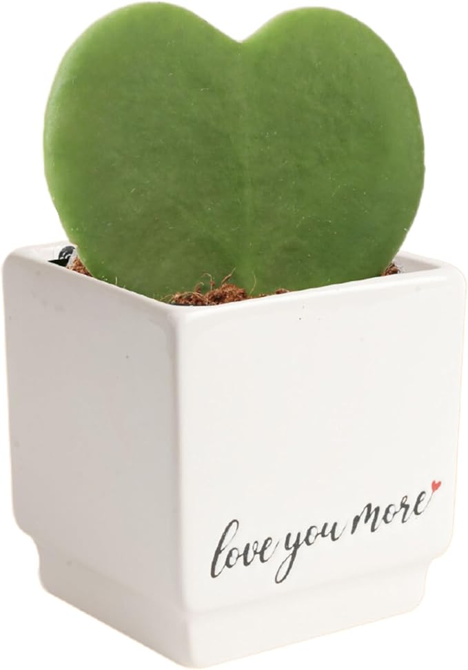 Costa Farms Hoya Heart Live Plant, Succulent-Like Houseplant in Cute Love You More Plant Pot, Potting Soil, 5-Inches Tall| Valentines Day Gift | Valentines Day Decoration