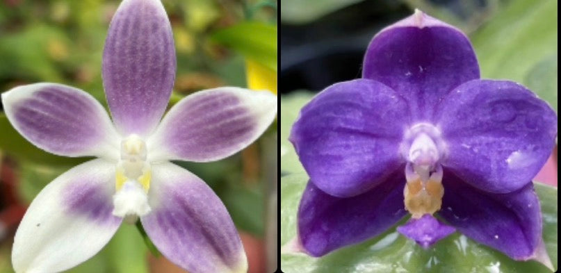 Phalaenopsis (speciosa  x (Penang Jewel X (Yaphon Super Jaguar x Samera)) âFull Blueâ)