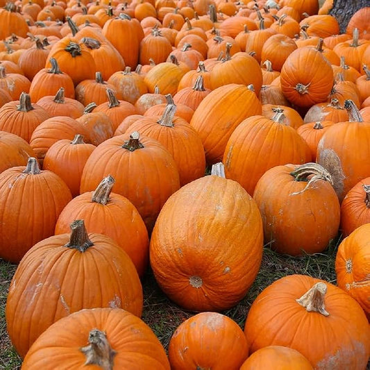 Small Sugar Pumpkin Seeds for Planting - Non-GMO Heirloom Packet with Instructions to Plant a Home Vegetable Garden - Great Gardening Gift - 25 Seeds Per Pack (3 Packets)