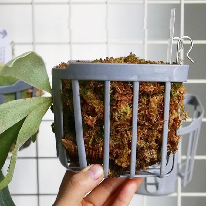 Staghorn Fern Mount Wall Planter Basket Vertical Orchid Hanging Planter