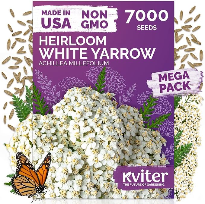 KVITER 7000 White Yarrow Seeds for Planting (Achillea Millefolium) â Perennial Flower Seeds to Plant Outside, Heirloom â Native Wildflower Seed for Herb Garden, Beds, Containers & Meadows